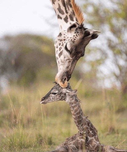 Giraffe and Calf