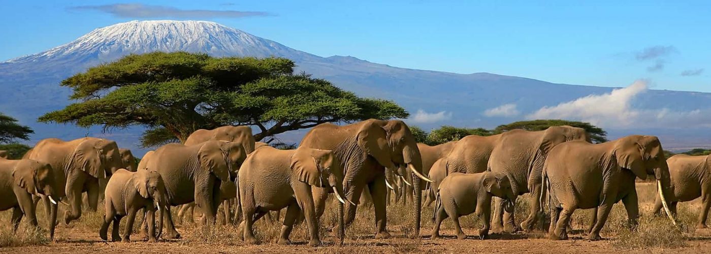 kilimanjaro national park