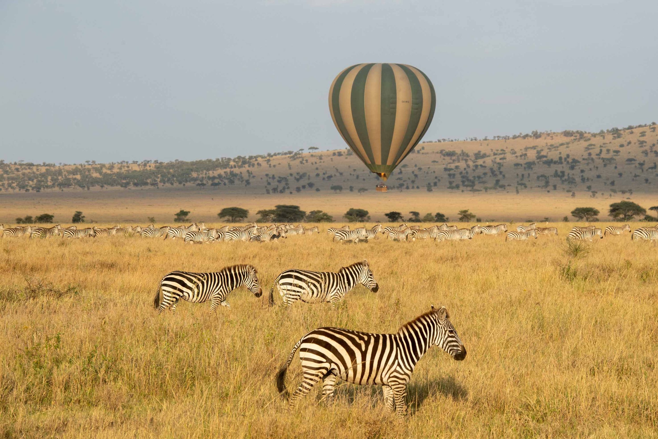 Serengeti