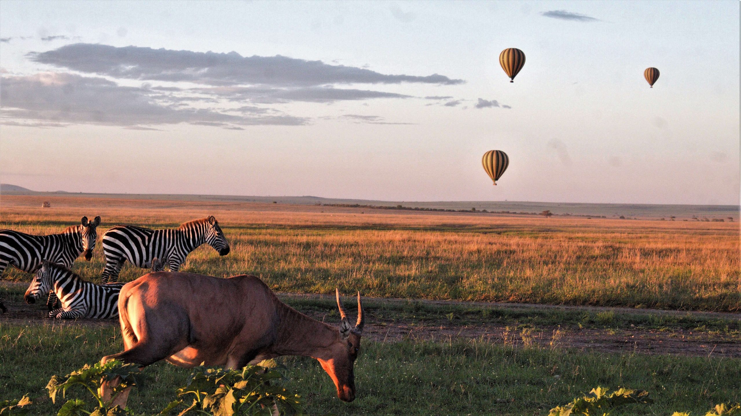 Serengeti